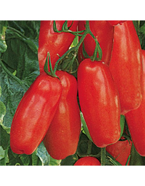 San Marzano Tomate Tuma Red Volmary veredelt