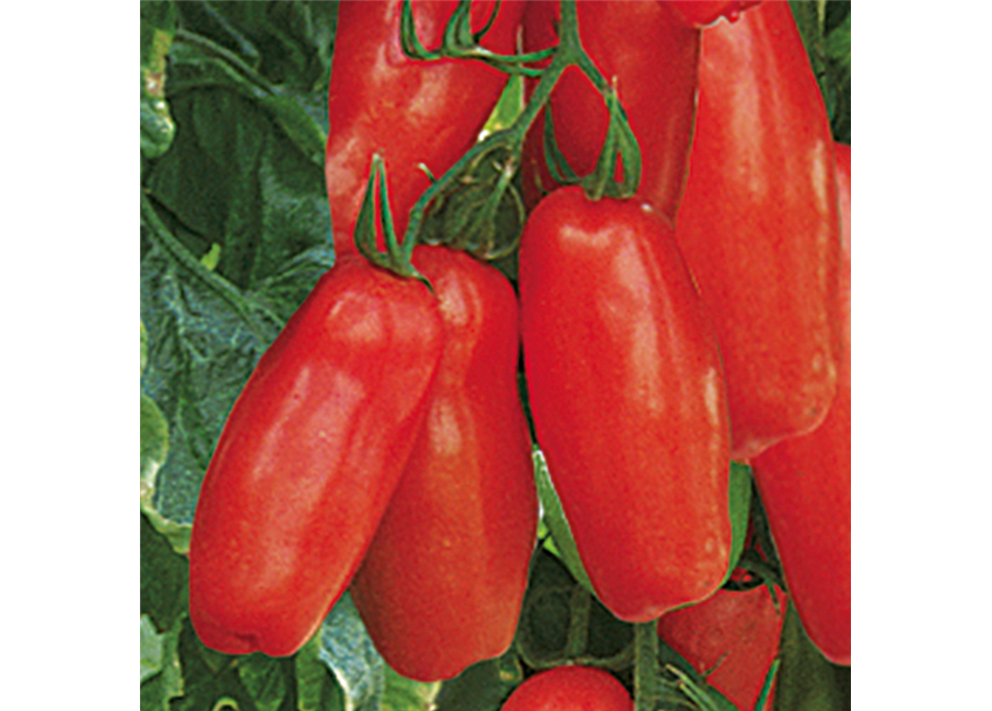 San Marzano Tomate Tuma Red Volmary veredelt