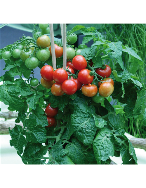 Topf Tomate Verino Volmary