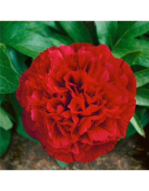 Pfingsrose 'Rubra Plena'