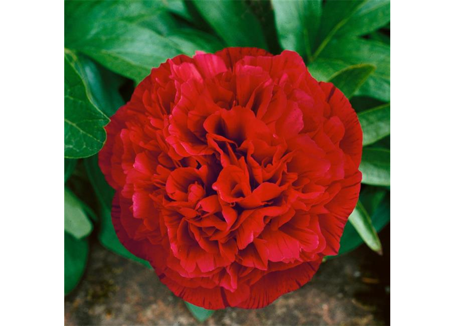 Pfingsrose 'Rubra Plena'