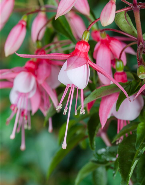 stehende Fuchsie