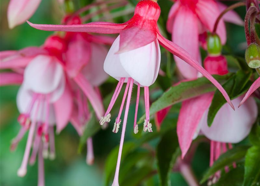 stehende Fuchsie