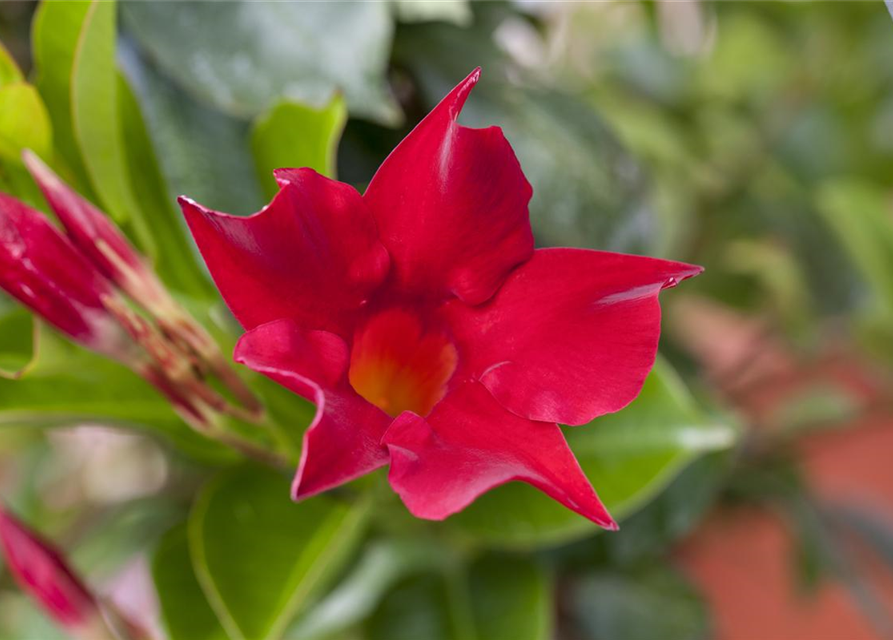 Dipladenia