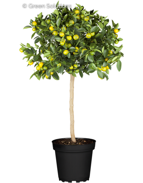 Kumquat-Stamm 20cm Topf