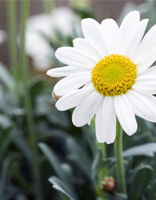 Margeriten, Stamm XL Bunt