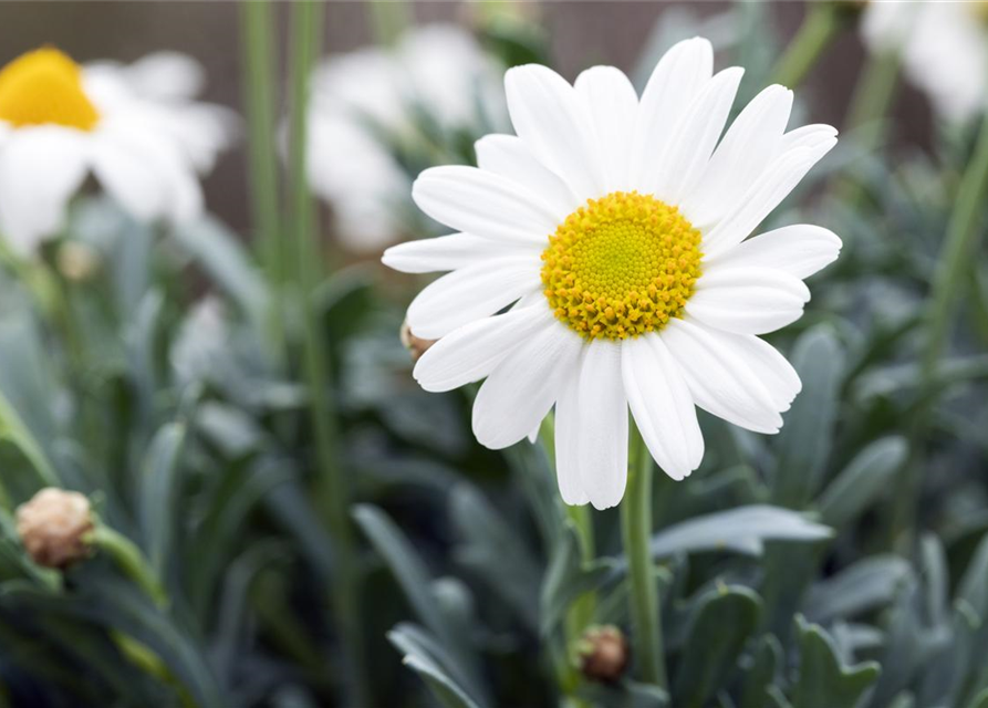 Margeriten, Stamm XL Bunt