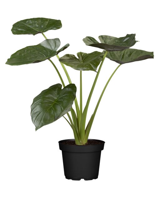 Alocasia Cucullata