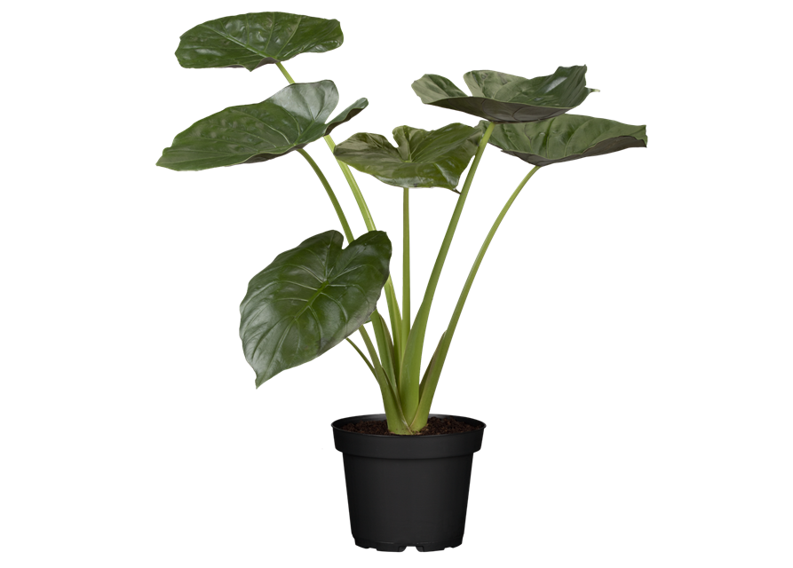 Alocasia Cucullata