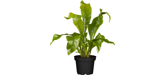 Asplenium Campio