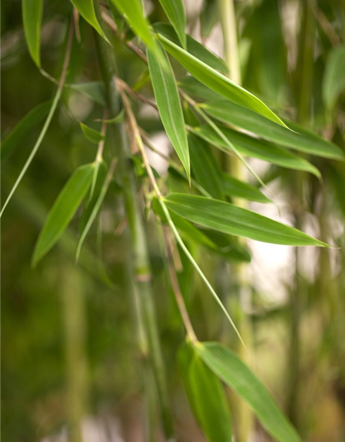 Fargesia murielae 'African Bamboo`