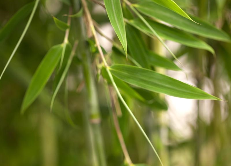 Fargesia murielae 'African Bamboo`