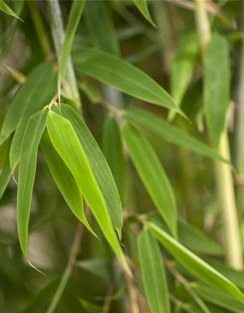 Fargesia murielae 'African Bamboo`