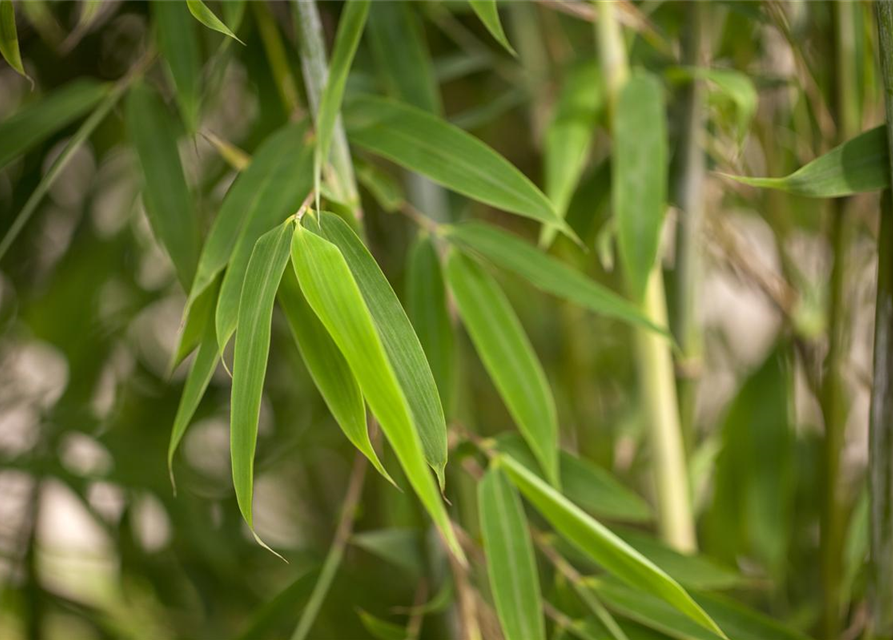 Fargesia murielae 'African Bamboo`