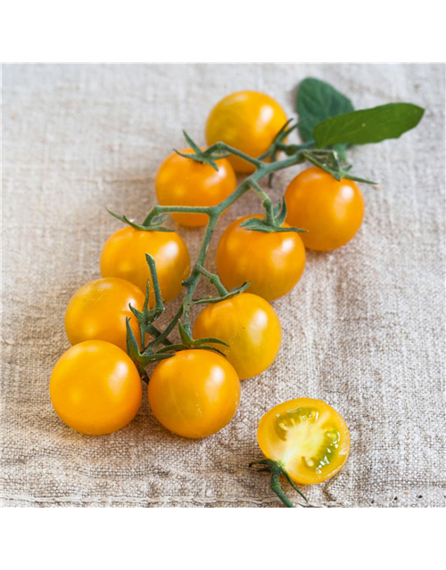 Nektar Cherrytomate Solena Sweet Yellow, veredelt Volmary