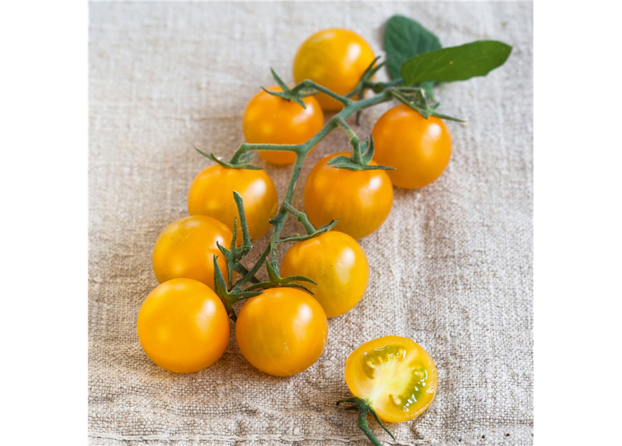 Nektar Cherrytomate Solena Sweet Yellow, veredelt Volmary