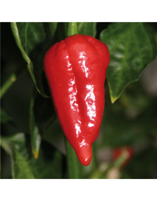 Indischer Chili Dorset Naga Cresto Volmary