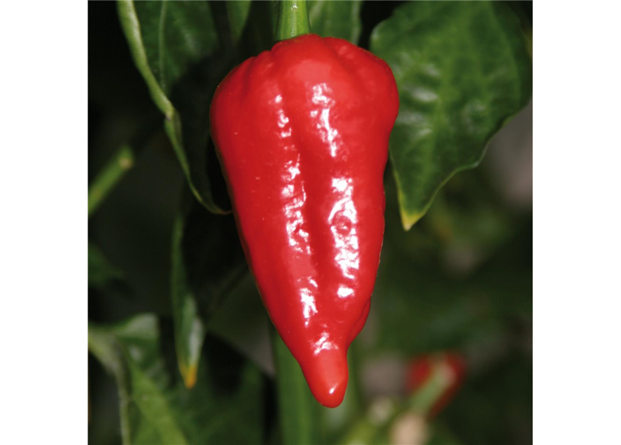 Indischer Chili Dorset Naga Cresto Volmary