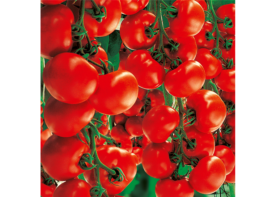 Strauch Tomate Starlias Red (Culina) 