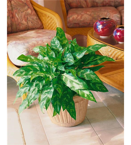 Aglaonema maria