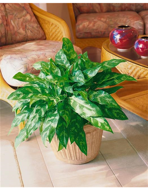 Aglaonema maria