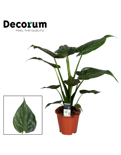 Alocasia Cucullata