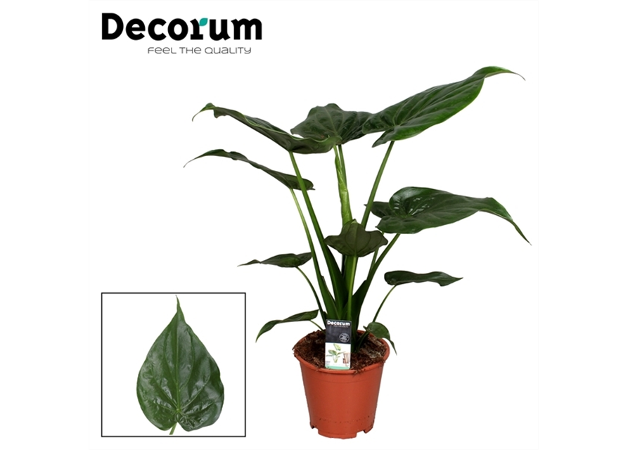 Alocasia Cucullata