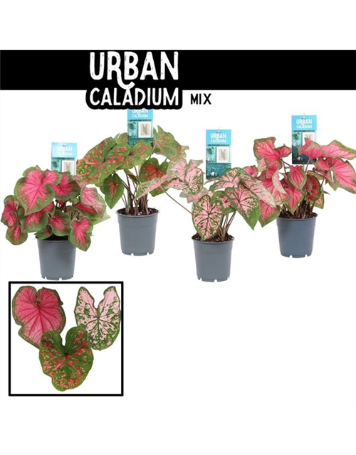 Caladium 