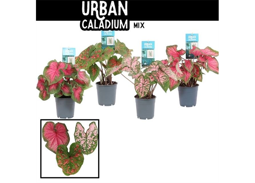 Caladium 