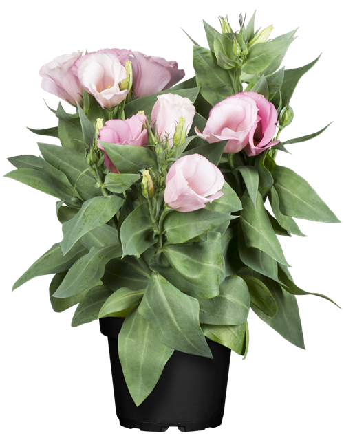 Eustoma 