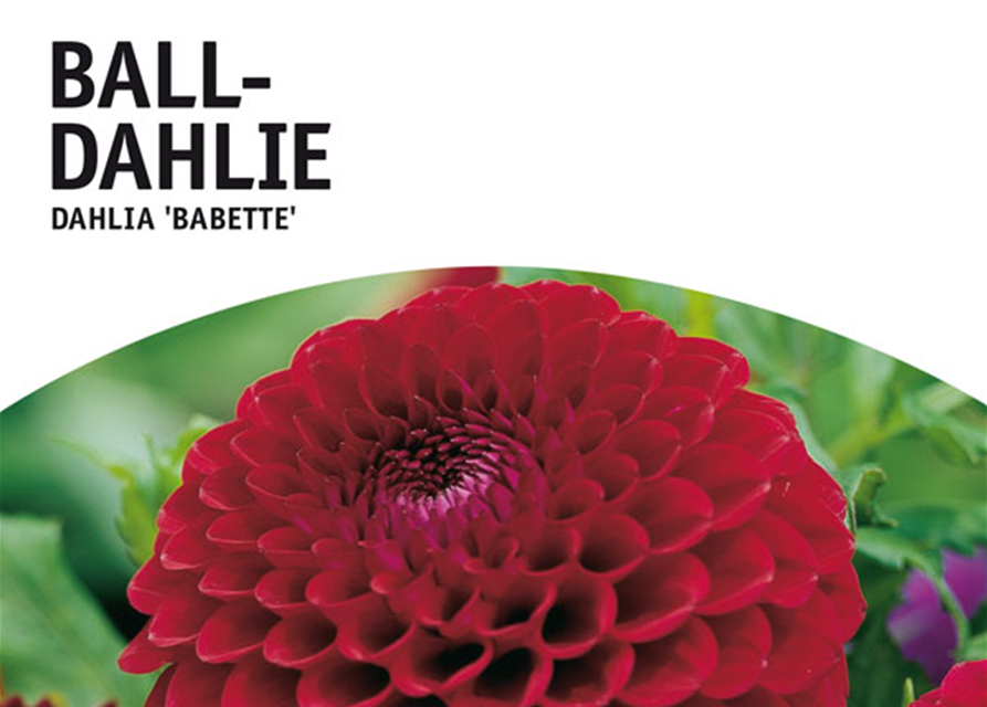 Dahlien Babette x1