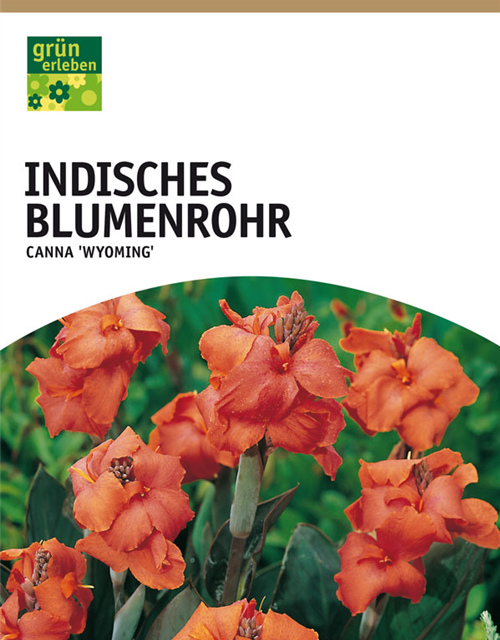 Canna indica, rotlaubig Wyoming x1