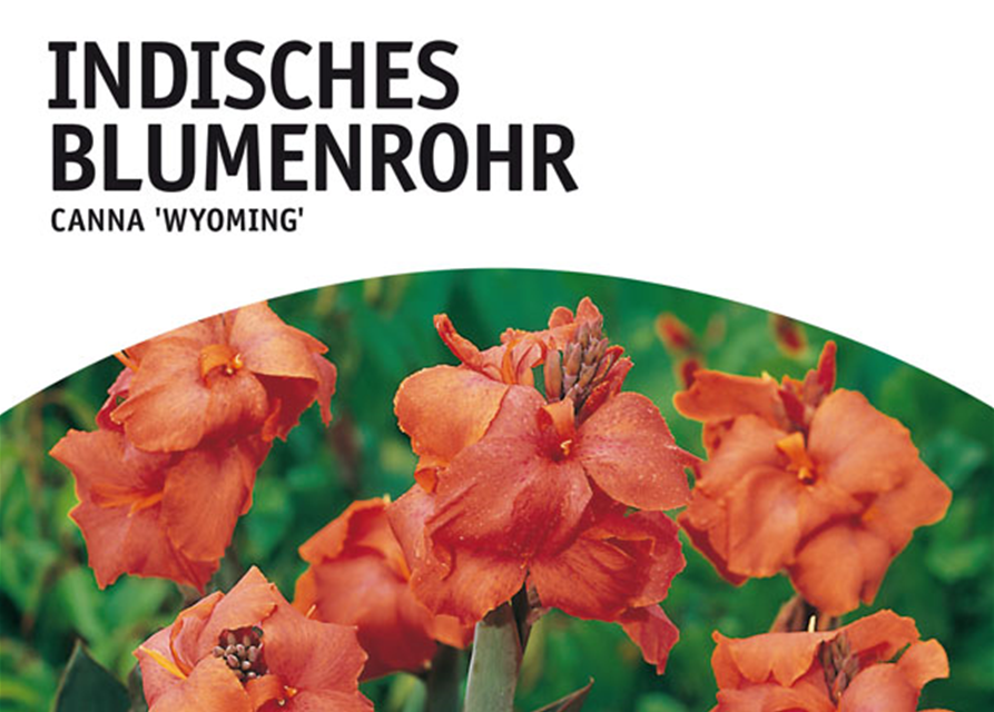 Canna indica, rotlaubig Wyoming x1