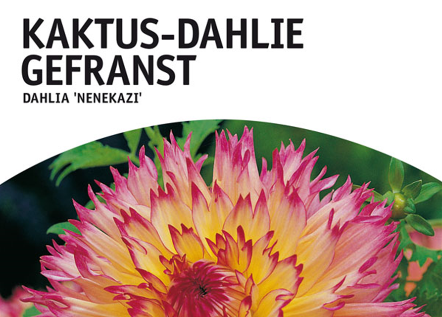 Dahlien Nenekazi x1