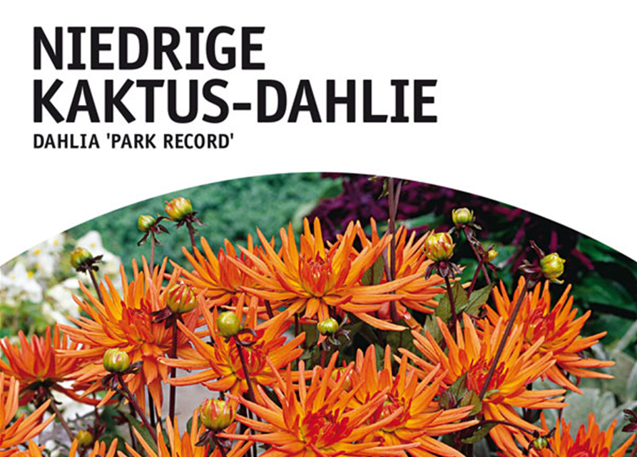 Dahlien Park Record x1