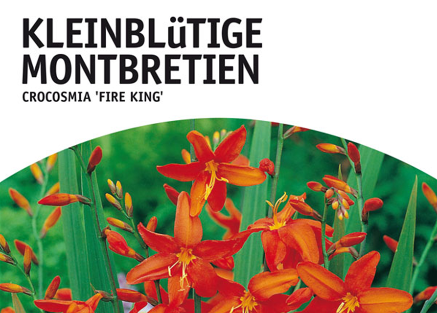 Montbretien Fire King 