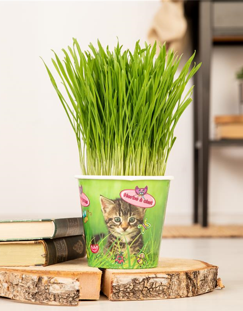 PetSnack Katzengras