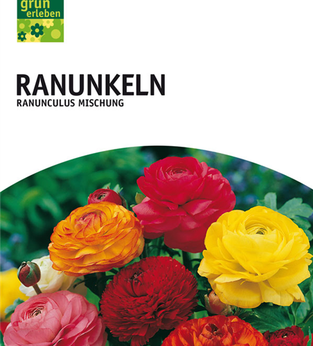 Ranunkeln Mischung 