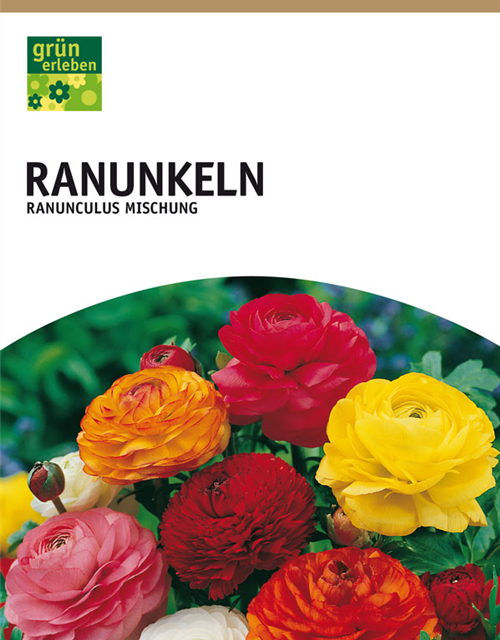 Ranunkeln Mischung 