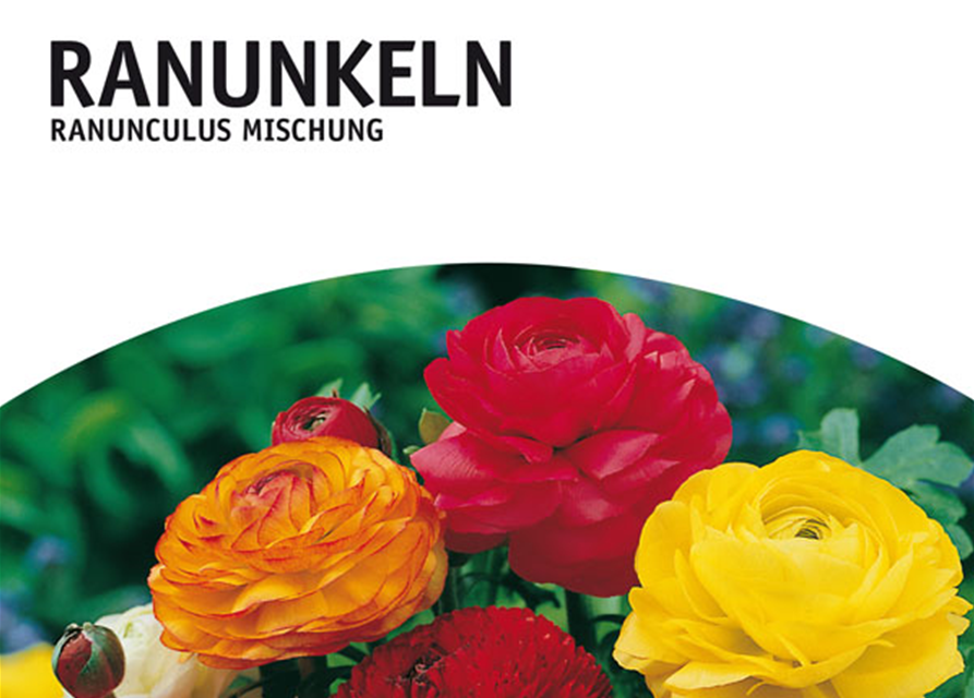 Ranunkeln Mischung 