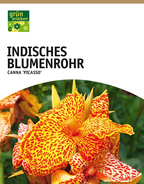 Canna indica, grünlaubig Picasso x1