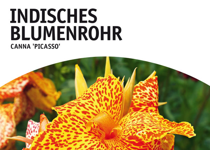 Canna indica, grünlaubig Picasso x1