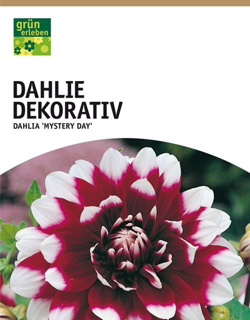 Dahlien Mystery Day 