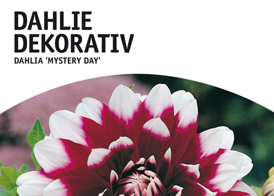 Dahlien Mystery Day 