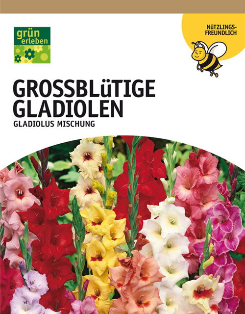 Gladiolen Mischung XXL