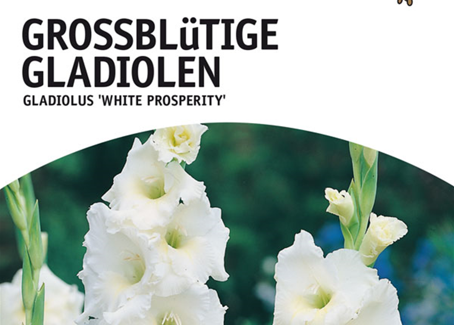 Gladiolen White Prosperity x10