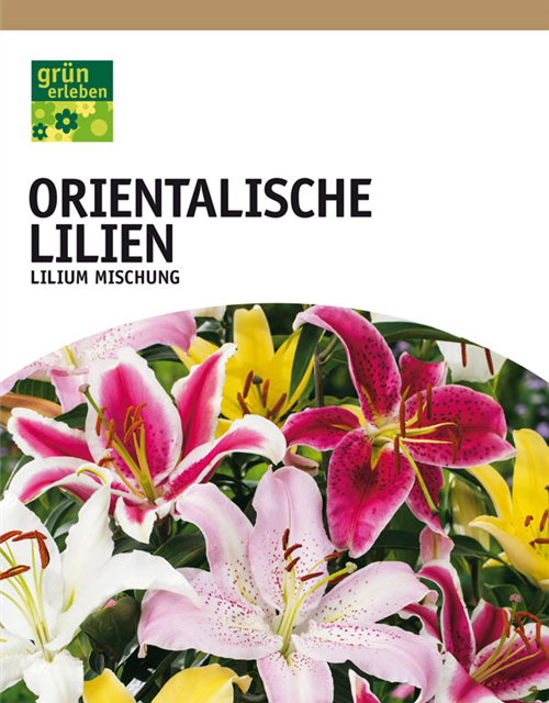 Lilien oriental Mischung x5