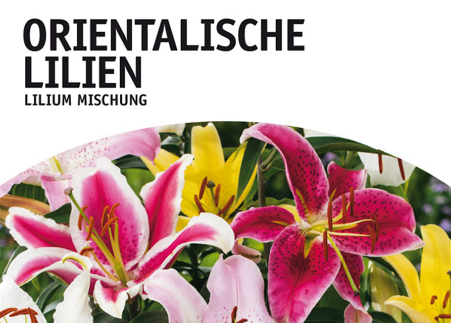 Lilien oriental Mischung x5