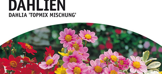 Dahlien Bienenfreundliche Topmix Mischung