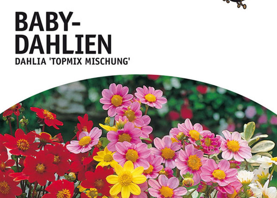 Dahlien Bienenfreundliche Topmix Mischung